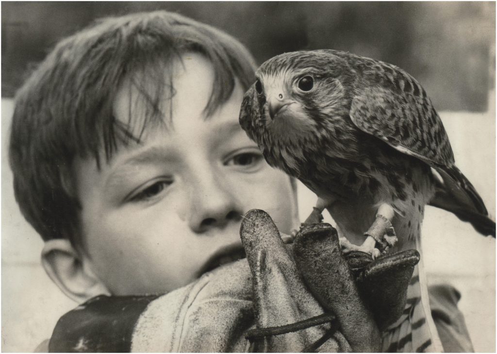 David Bradley and the kestrel that played Kes from 1968